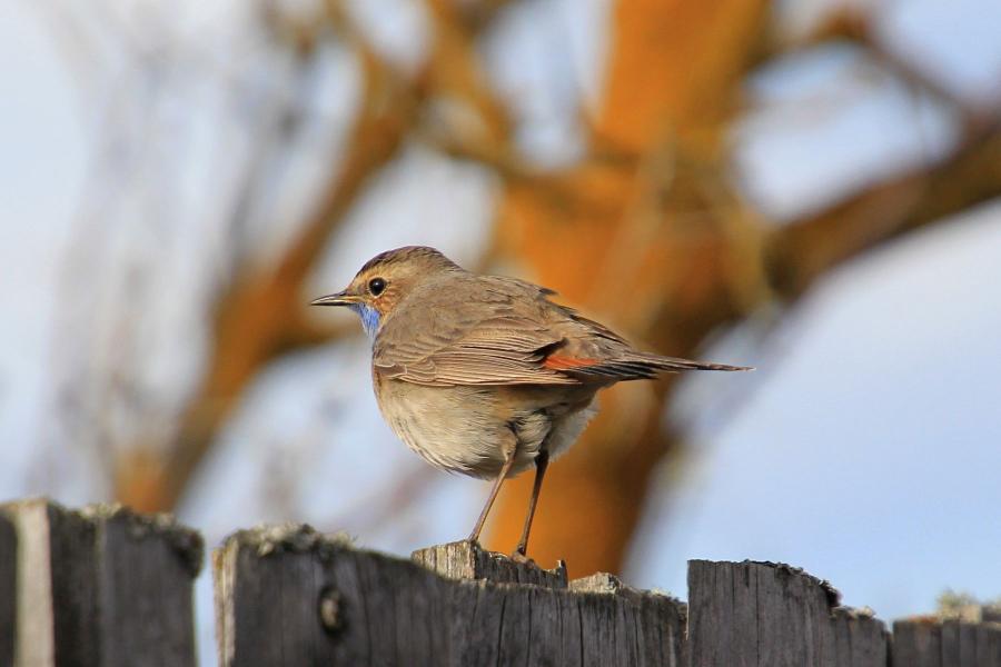 Варакушка (лат. Luscinia svecica), самец - небольшая серая птичка с ярким голубым зобом и рыжим пятном на груди, рыжим хвостом