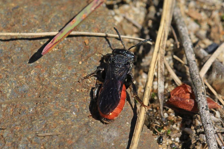 Осовидная пчела Sphecodes albilabris чёрного цвета с красным брюшком пытается подкинуть яйца в нору другой пчелы в песке (клептопаразит, пчела-кукушка)