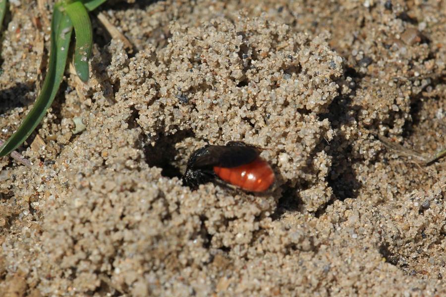 Осовидная пчела Sphecodes albilabris чёрного цвета с красным брюшком пытается подкинуть яйца в нору другой пчелы в песке (клептопаразит, пчела-кукушка)