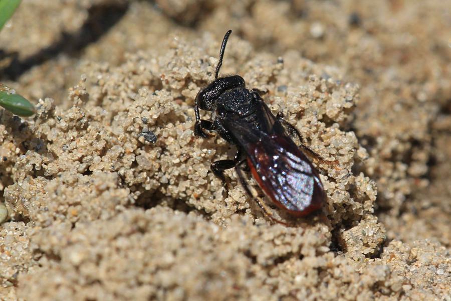 Осовидная пчела Sphecodes albilabris чёрного цвета с красным брюшком пытается подкинуть яйца в нору другой пчелы в песке (клептопаразит, пчела-кукушка)