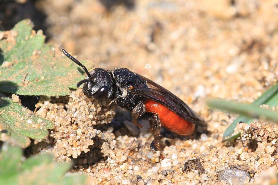 Осовидная пчела Sphecodes albilabris чёрного цвета с красным брюшком пытается подкинуть яйца в нору другой пчелы в песке (клептопаразит, пчела-кукушка)