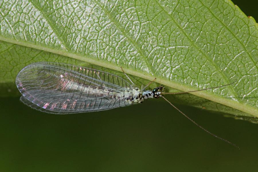 Златоглазка (chrysopidae) с ажурными крылышками и блестящими глазами на зелёном листе