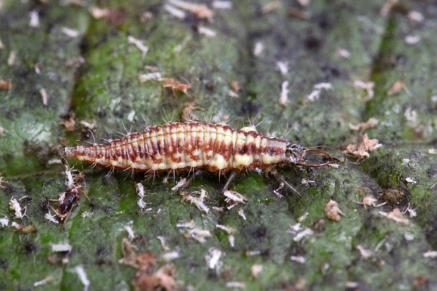 Личинка златоглазки (chrysopidae) с большими серповидными жвалами на листе, усеянном шкурками тли