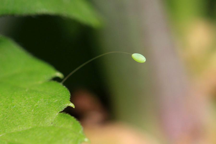 Зелёное яйцо златоглазки (chrysopidae) на стебельке-ниточке тоньше волоса, прикреплённое к листочку, на котором кормится тля