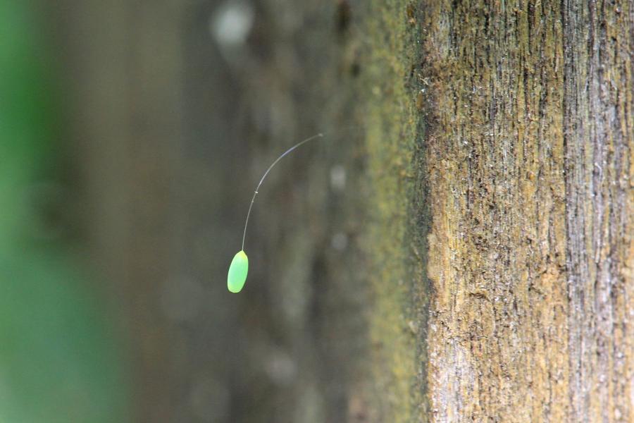 Зелёное яйцо златоглазки (chrysopidae) на стебельке-ниточке тоньше волоса, прикреплённое к листочку, на котором кормится тля