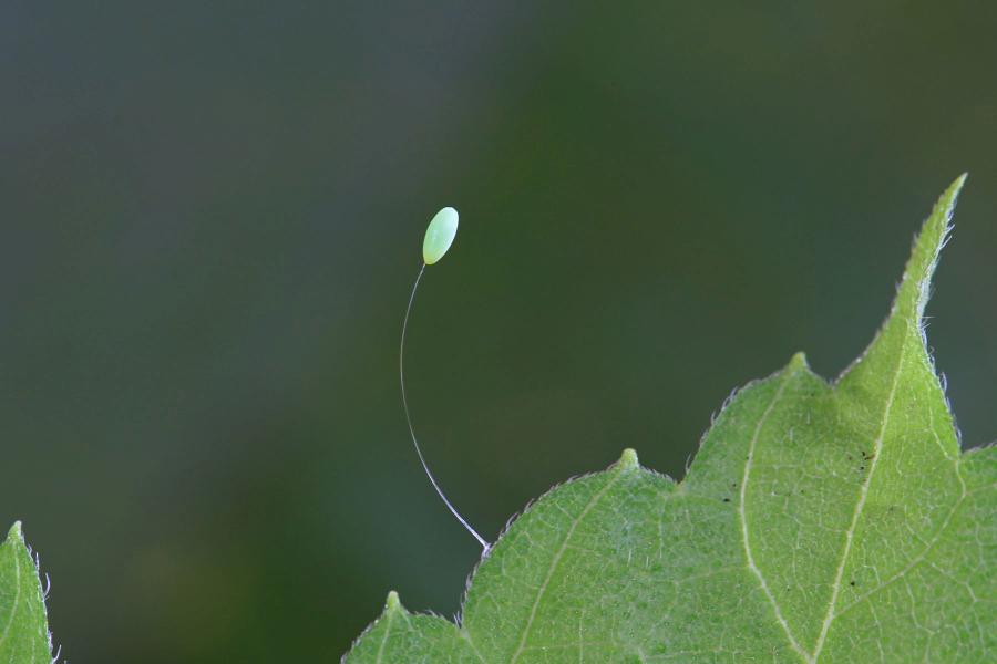 Зелёное яйцо златоглазки (chrysopidae) на стебельке-ниточке тоньше волоса, прикреплённое к листочку, на котором кормится тля