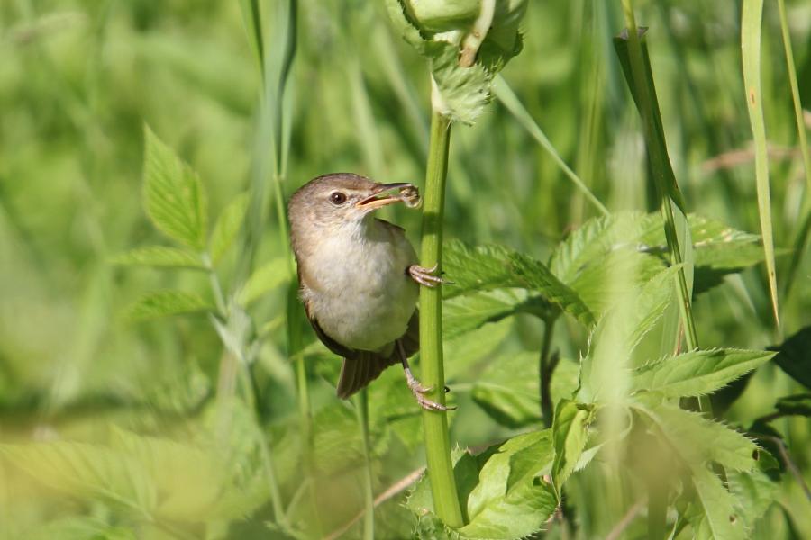 Садовая камышовка (маленькая серая птичка, лат. Acrocephalus dumetorum) с полным клювом насекомых сидит на стебле травы