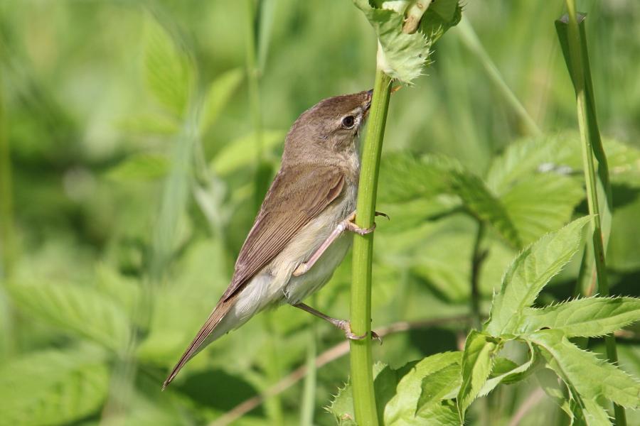 Садовая камышовка (маленькая серая птичка, лат. Acrocephalus dumetorum) с полным клювом насекомых сидит на стебле травы