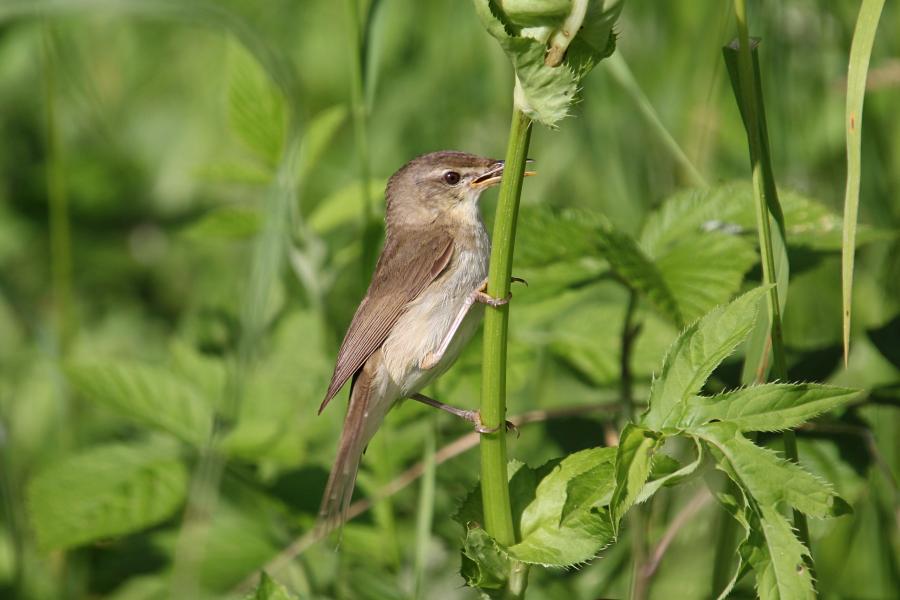 Садовая камышовка (маленькая серая птичка, лат. Acrocephalus dumetorum) с полным клювом насекомых сидит на стебле травы