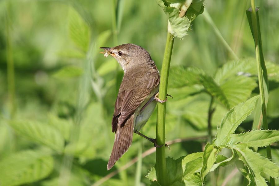 Садовая камышовка (маленькая серая птичка, лат. Acrocephalus dumetorum) с полным клювом насекомых сидит на стебле травы