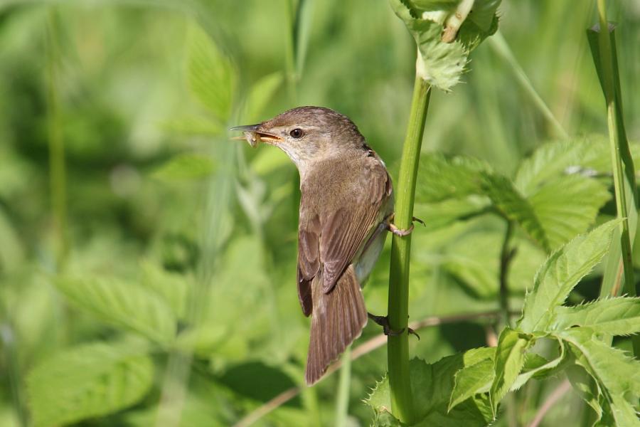 Садовая камышовка (маленькая серая птичка, лат. Acrocephalus dumetorum) с полным клювом насекомых сидит на стебле травы