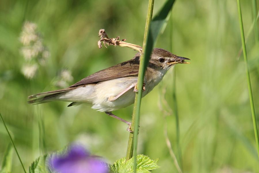 Садовая камышовка (маленькая серая птичка, лат. Acrocephalus dumetorum) с полным клювом насекомых сидит на стебле травы