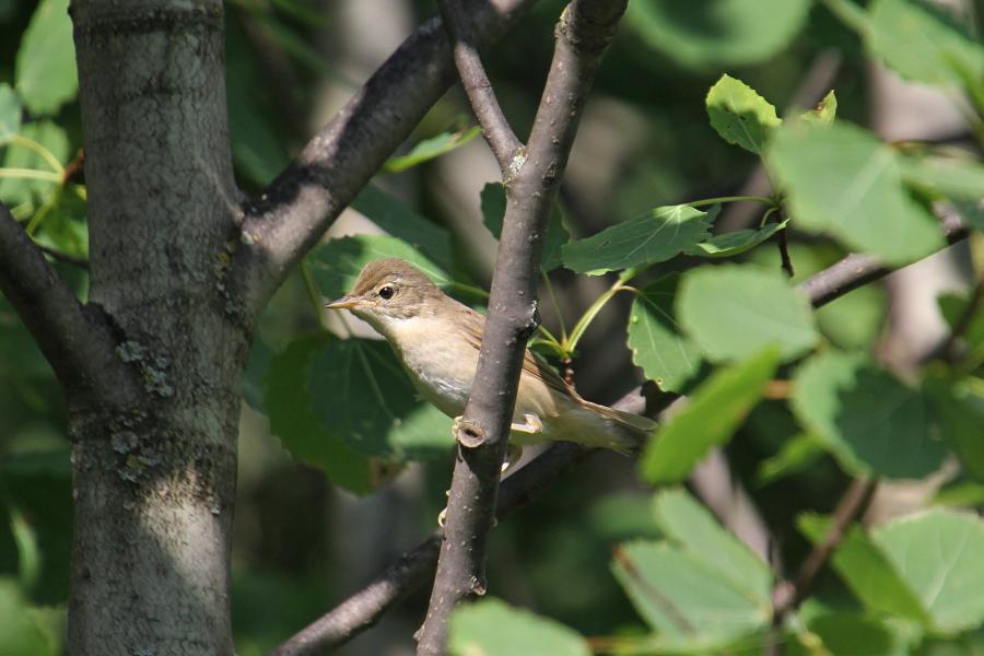 Садовая камышовка (маленькая серая птичка, лат. Acrocephalus dumetorum), молодая особь, сидит на ветке дерева