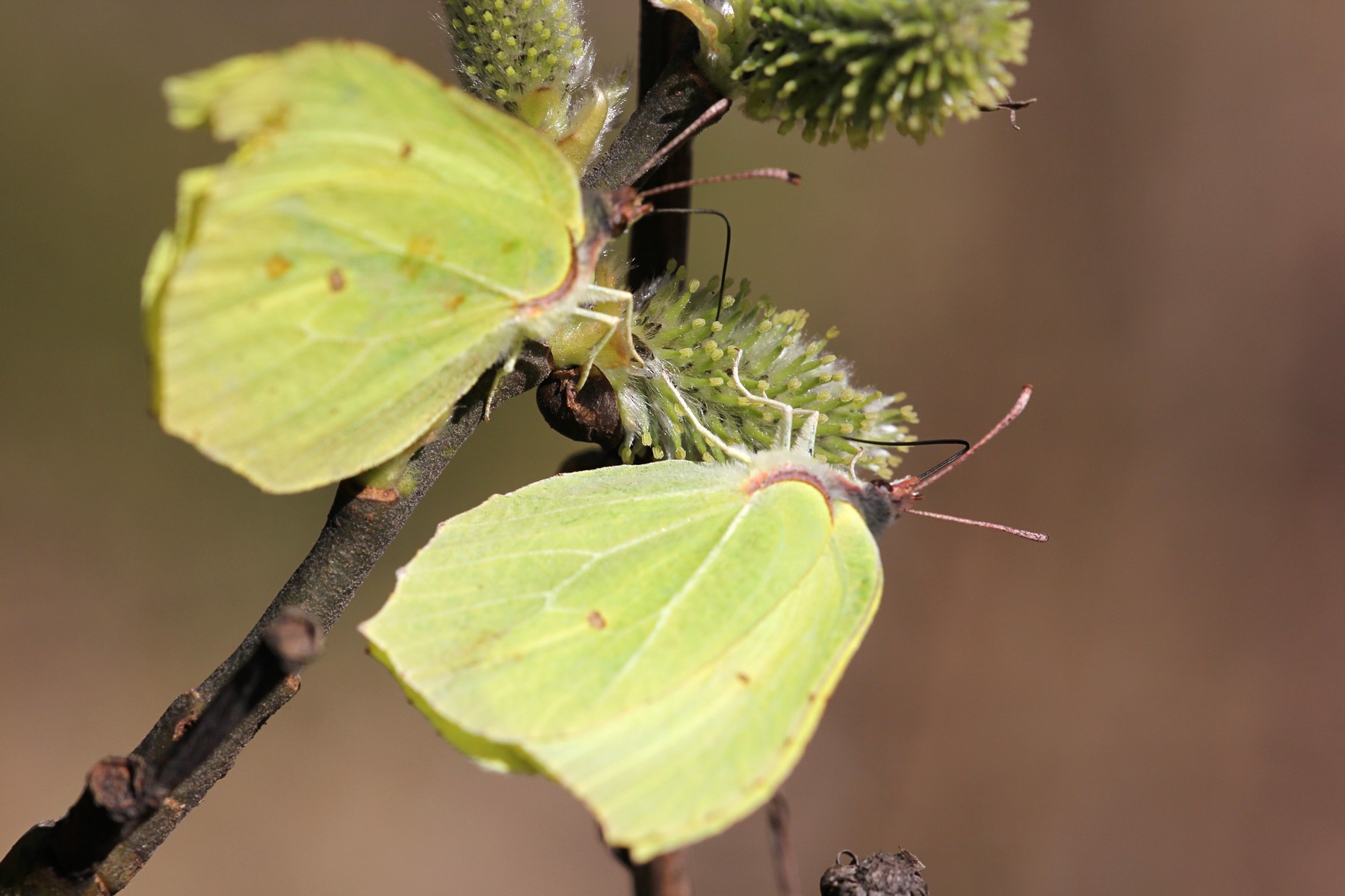 Жёлто-зелёная бабочка с точкой на крыле крушинница, она же лимонница обыкновенная, или лимонница крушинная (лат. Gonepteryx rhamni) пьёт нектар на цветке вербы