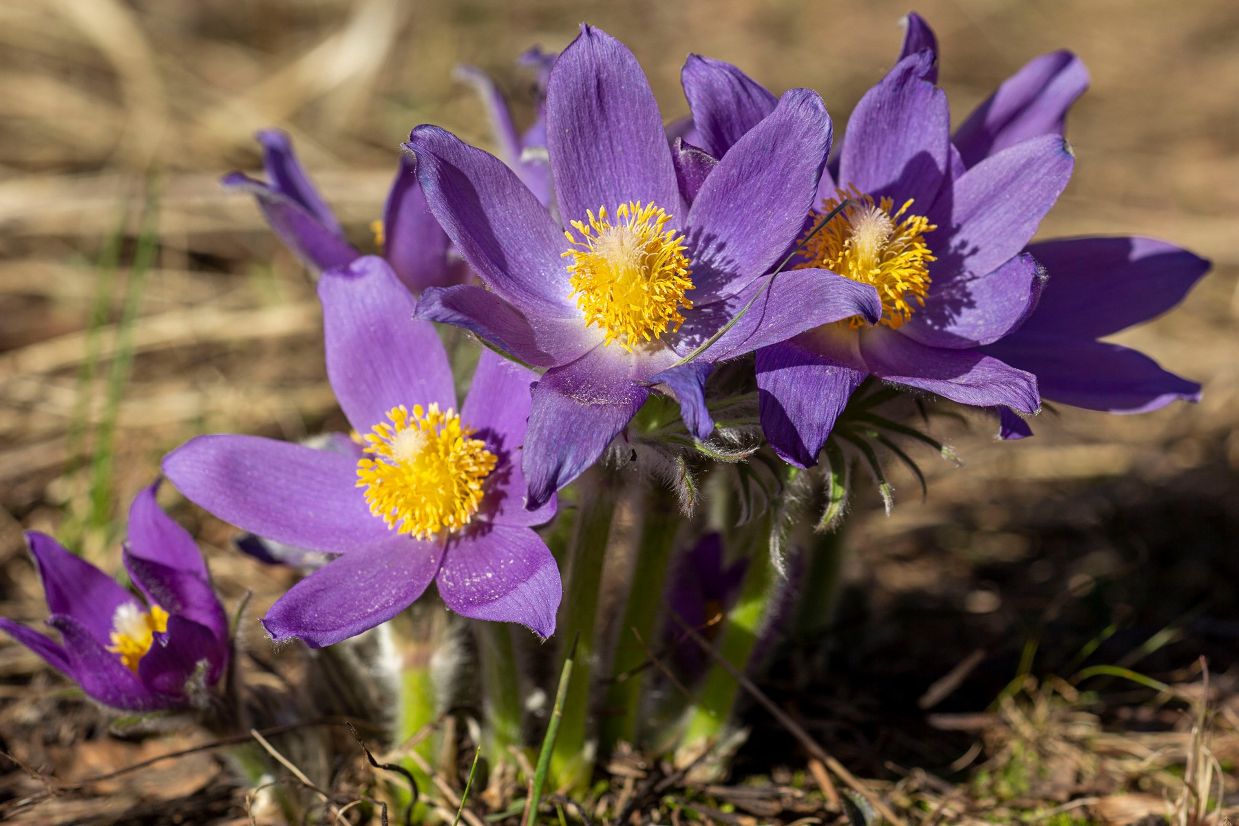 Фиолетовые цветки прострела раскрытого (сон-трава, ветреница раскрытая) пушистые, подснежники, в апреле, на опушке соснового леса