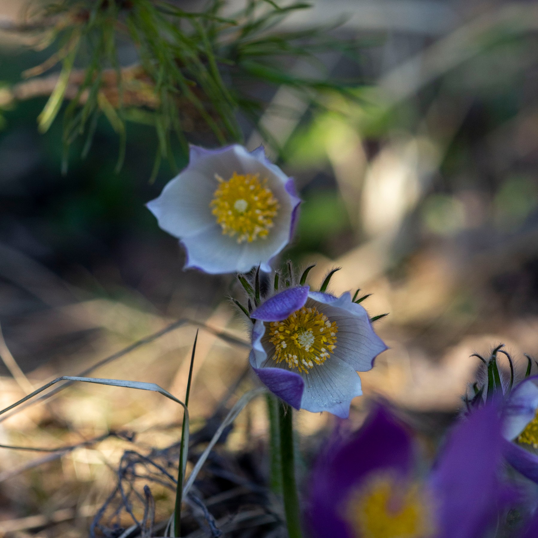 Цветы прострела раскрытого (сон-трава, ветреница раскрытая) пушистые, подснежники, в апреле, на опушке соснового леса