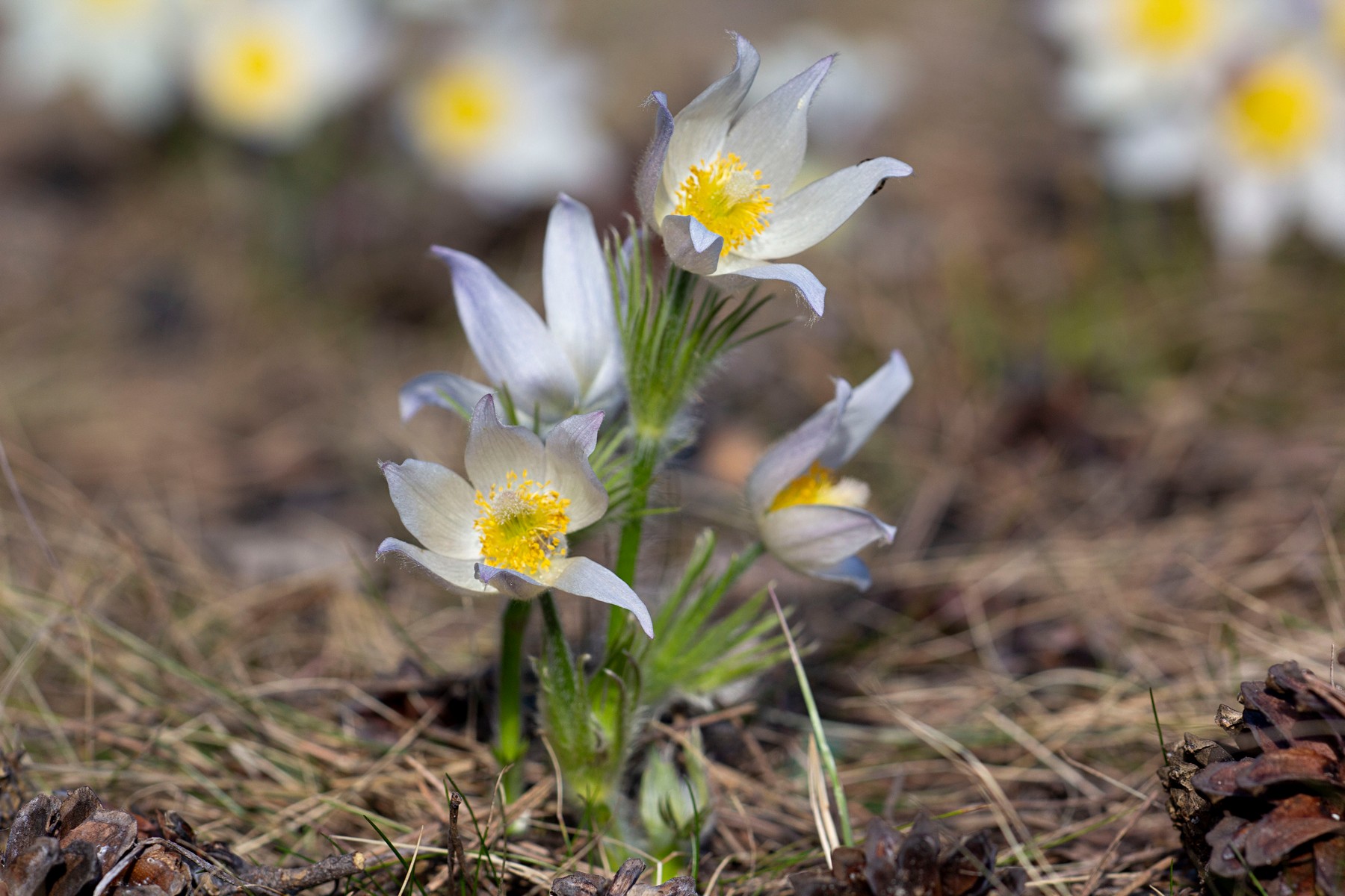 Белые пушистые цветки прострела раскрытого (сон-трава, ветреница раскрытая) подснежники, в апреле, на опушке соснового леса