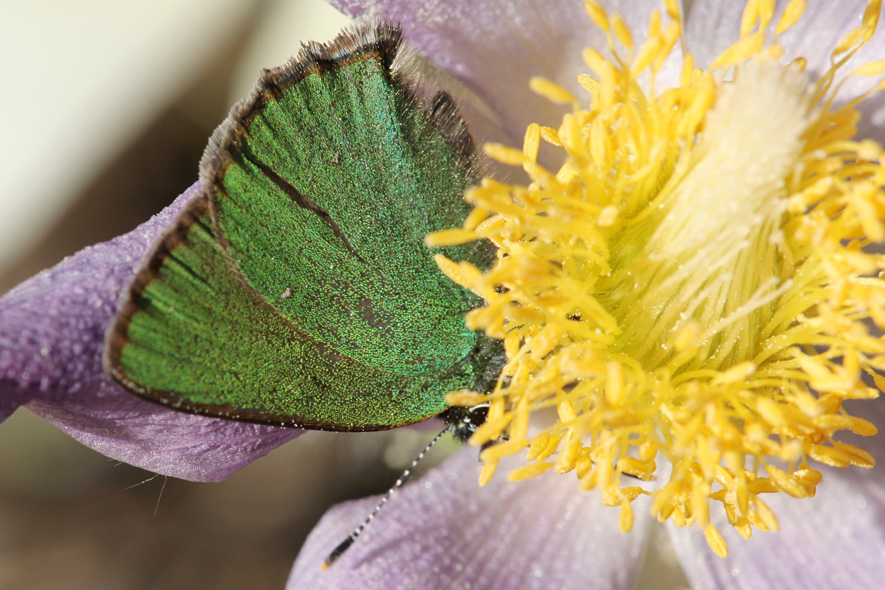 Малинница, голубянка малинная (лат. Callophrys rubi) небольшая бабочка с зелёными крыльями и полосатыми усами на цветке сон-травы в апреле