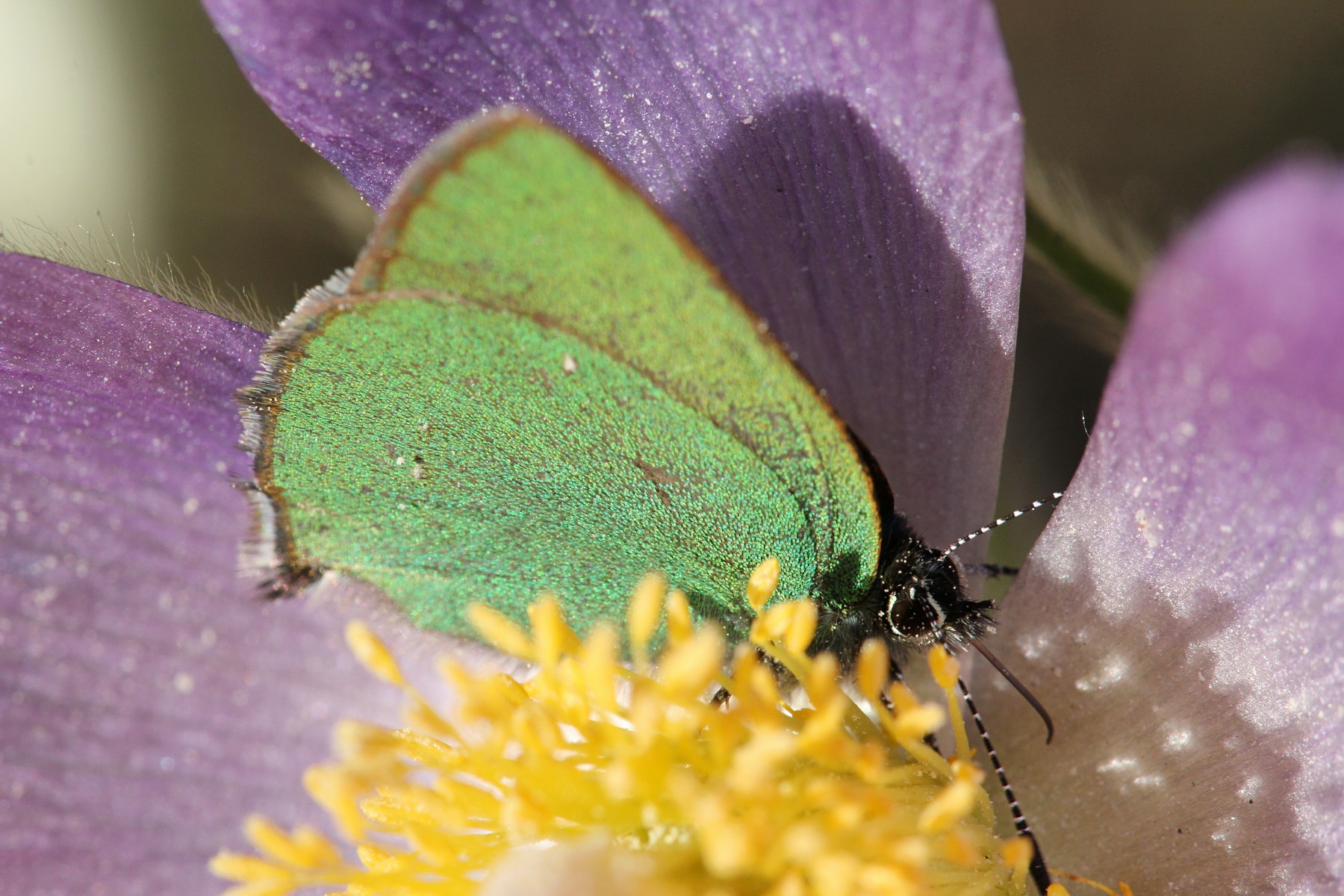 Малинница, голубянка малинная (лат. Callophrys rubi) небольшая бабочка с зелёными крыльями и полосатыми усами на цветке сон-травы в апреле