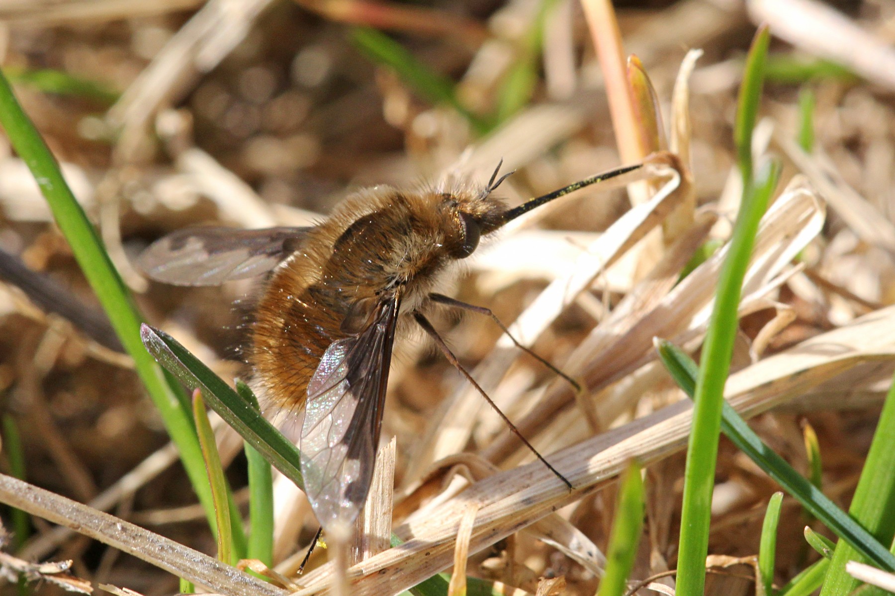 Жужжало большой (Bombylius major) - муха с длинным хоботком весной на сухой травинке