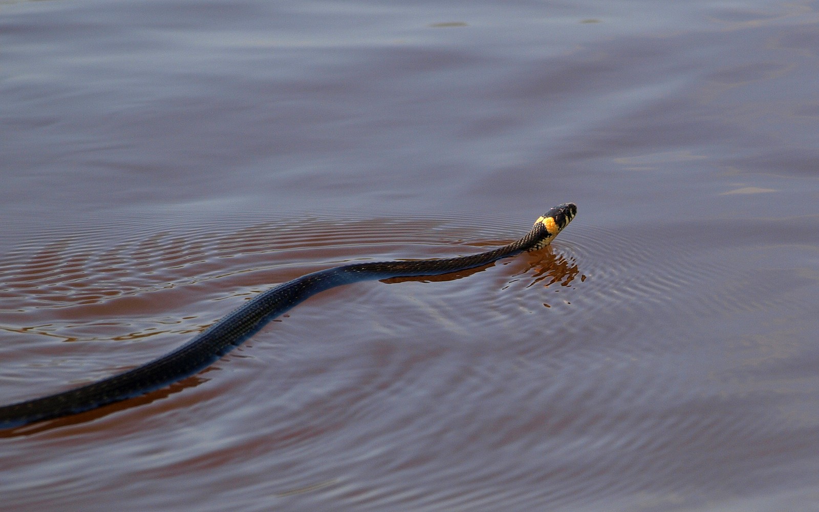 Водяная змейка. Уж обыкновенный плавает. Бычколов змея Азовское море. Гадюка водоплавающая. Водяной уж бычколов.
