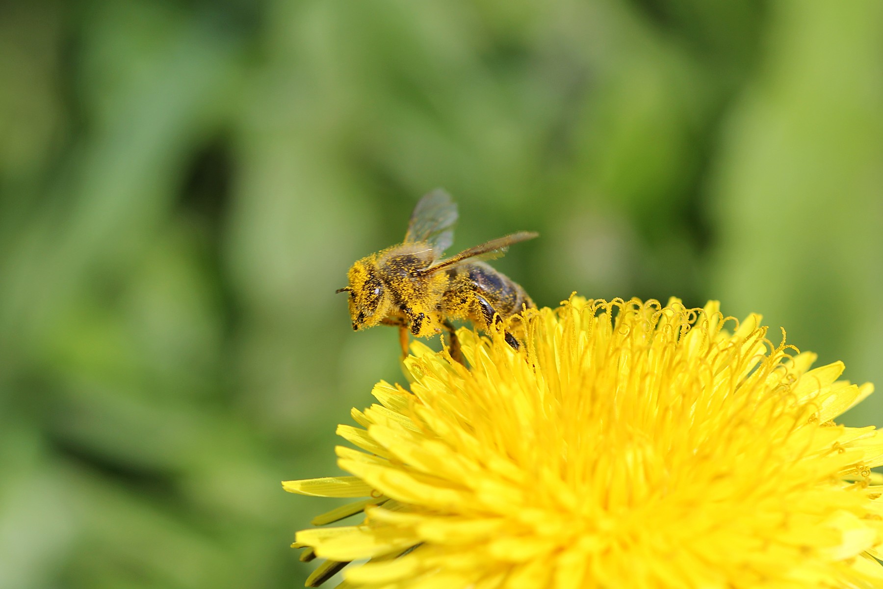 День пыльцы. Пчела на одуванчике. Желтая пчела. Пыльца одуванчика.