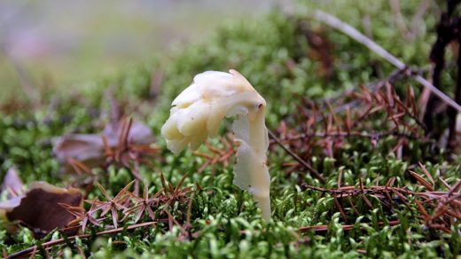 Подъельник обыкновенный (Monotropa hypopitys)