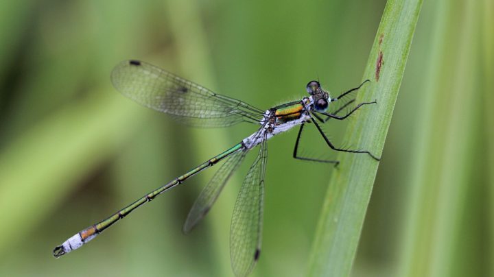 Лютка-дриада (Lestes dryas)