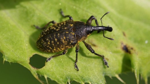 Ларин чертополоховый (Larinus sturnus)