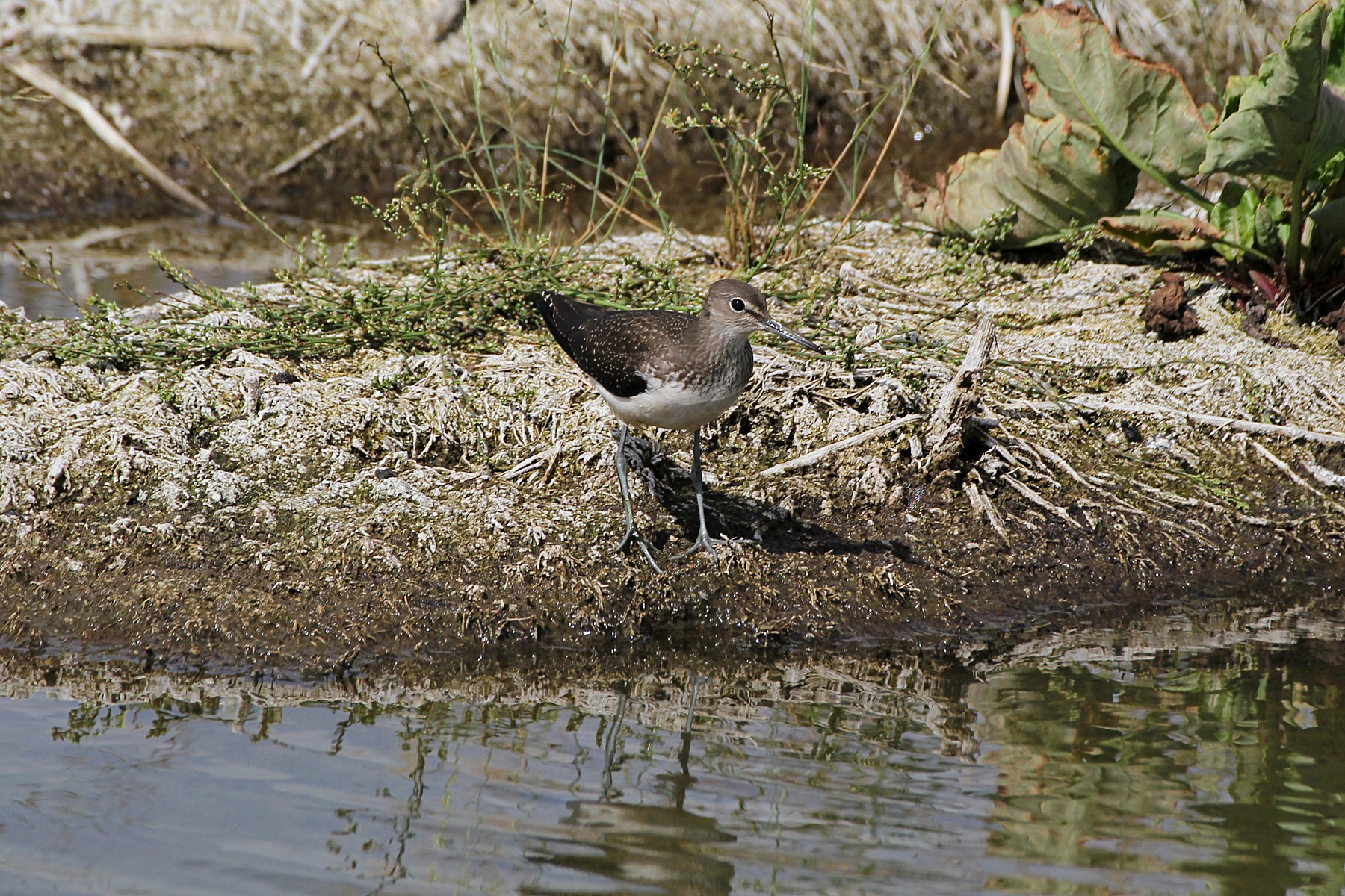 Черныш (лат. Tringa ochropus)