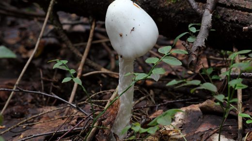 Мухомор вонючий или белая поганка (лат. Amanita virosa)