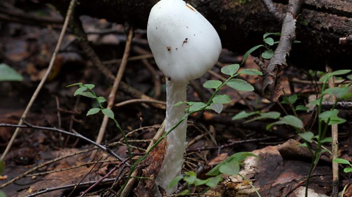 Мухомор вонючий или белая поганка (лат. Amanita virosa)