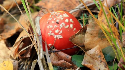 Мухомор красный (Amanita muscaria)