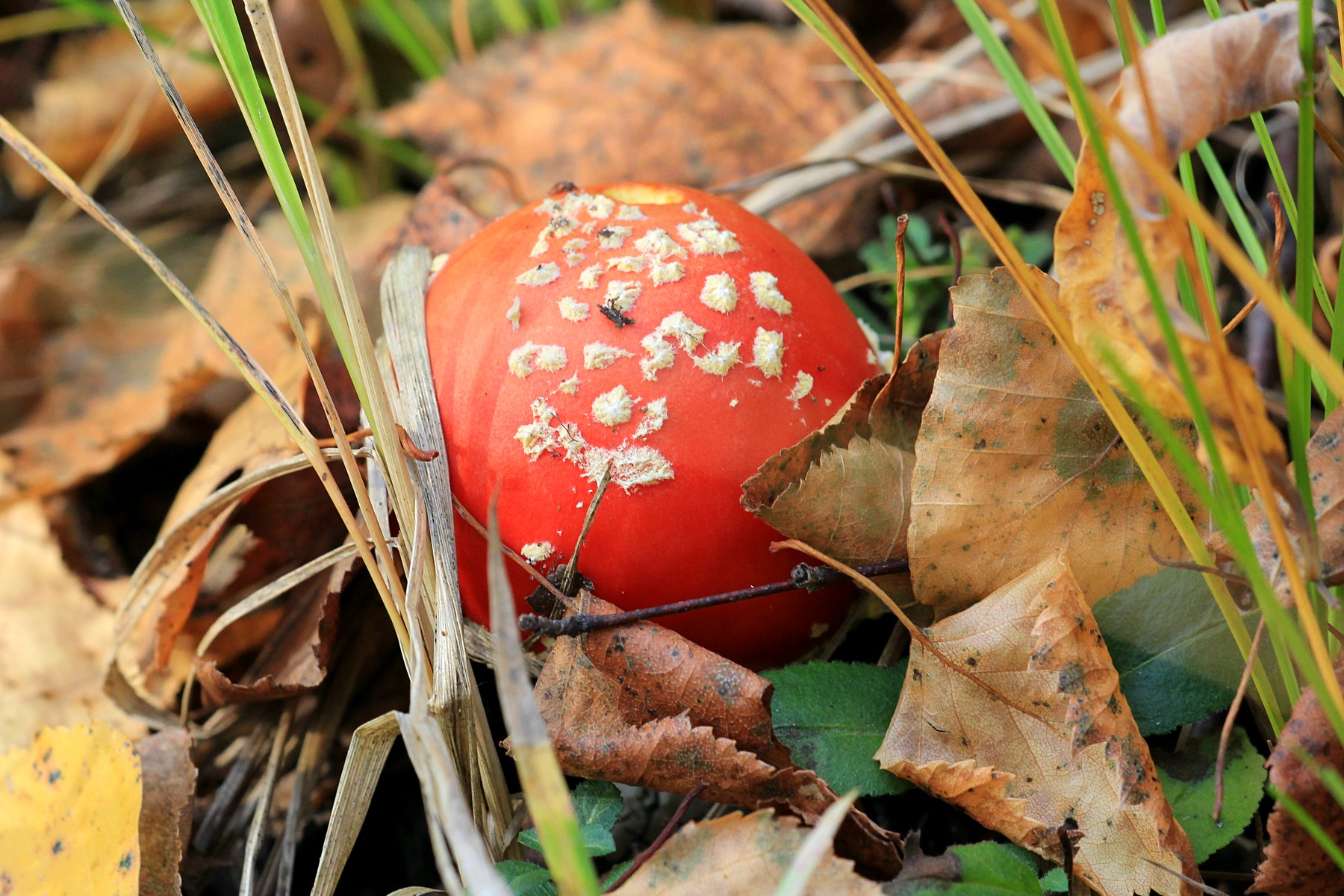 Мухоморчики Мухомор красный (Amanita muscaria)