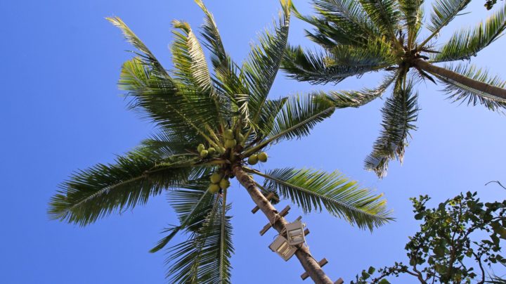 кокосовая пальма на пляже Ао Нанг