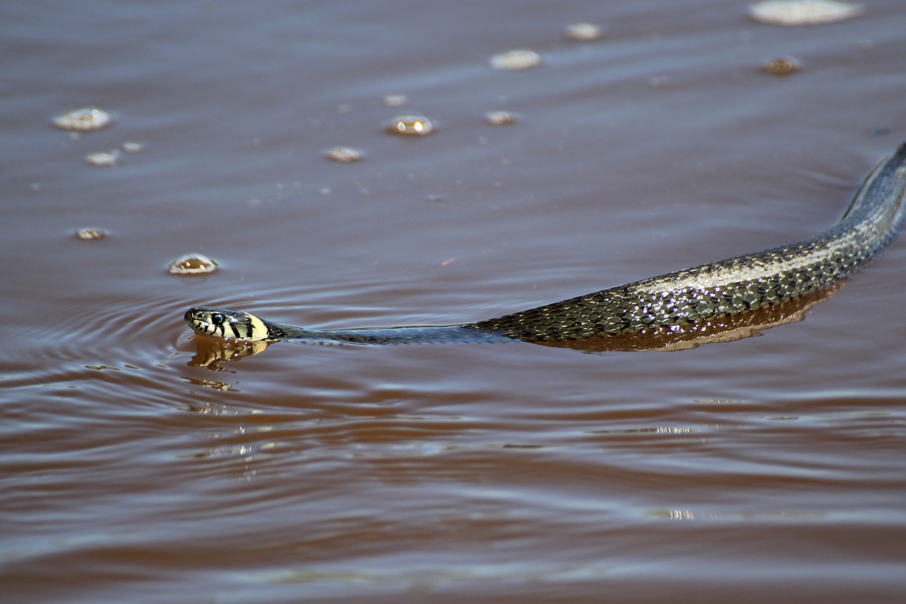 Водяная змейка. Уж обыкновенный плавает. Змея в воде. Плавающие змеи. Речные змеи.