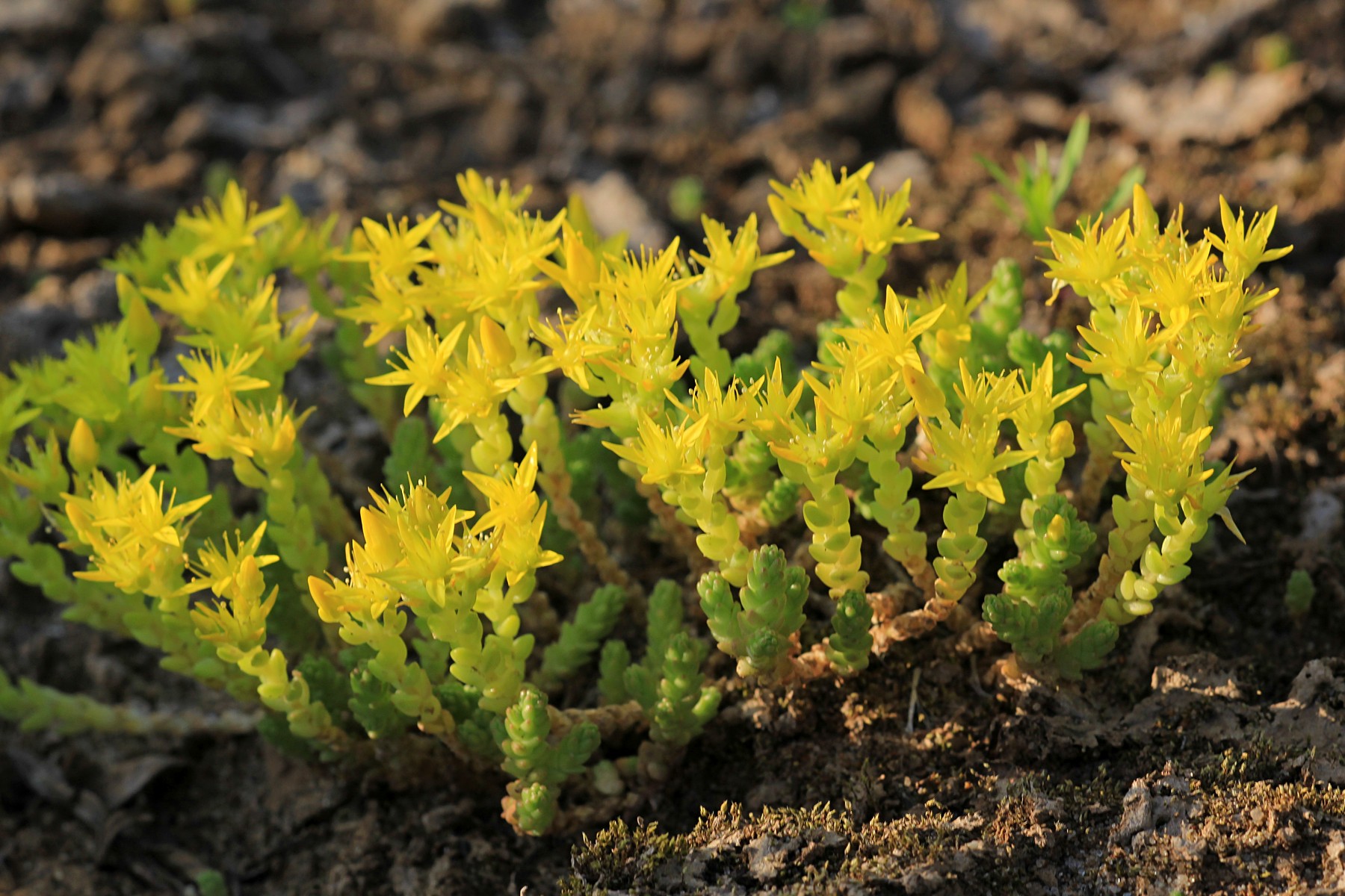 Мхи растения многолетние. Очиток Sedum acre. Седум Очиток едкий. Очиток едкий (Sedum acre `Aureum`). Очиток едкий Элеганс гил.