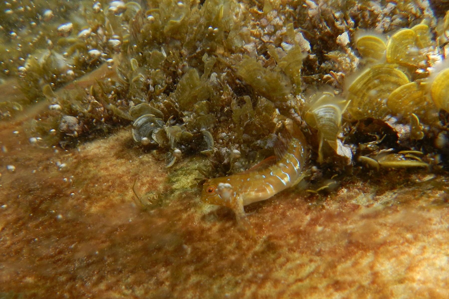 Морские собачки и медузы в Чёрном море у мыса Фиолент Морские собачки и медузы в Чёрном море у мыса Фиолент