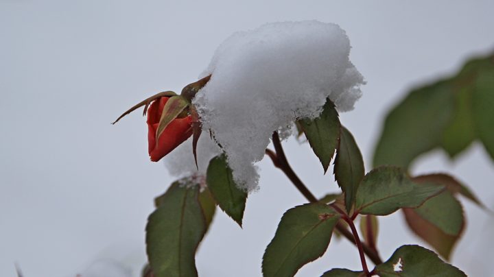 Бутон розы на кусте, засыпанный первым снегом