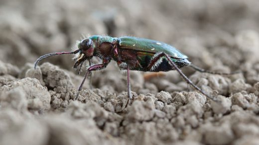 Скакун полевой (Cicindela campestris)