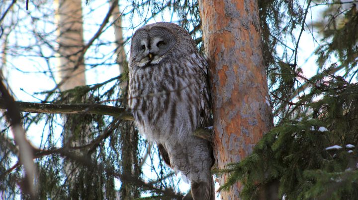 Бородатая неясыть (лат. Strix nebulosa)