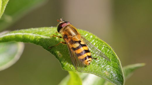 Муха-журчалка (Syrphidae) из рода Дидеа (лат. Didea) подсемейства Syrphinae