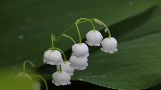 Ландыш майский (лат. Convallaria majalis)