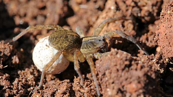 Самка паука-волка (Lycosidae) с коконом