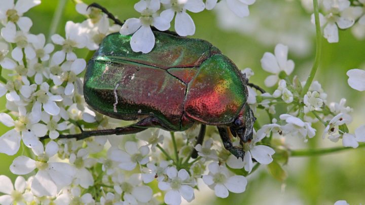 Бронзовка золотистая (или бронзовка обыкновенная, лат. Cetonia aurata) питается на цветках сныти