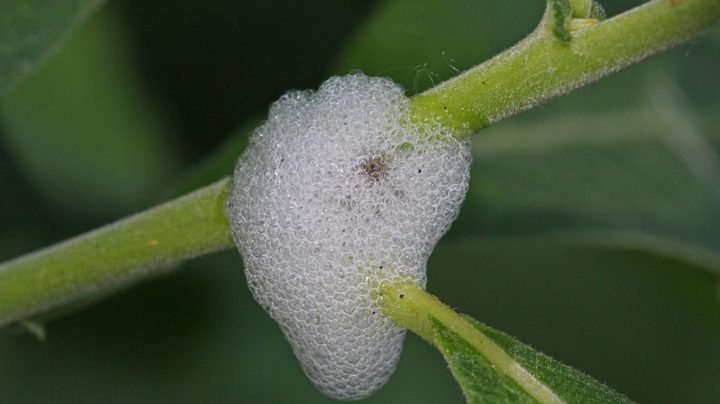 Пенное убежище слюнявицы ивовой (лат. Aphrophora salicina)