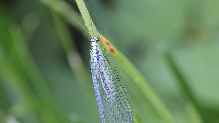 Златоглазка перламутровая (лат. Chrysopa perla)