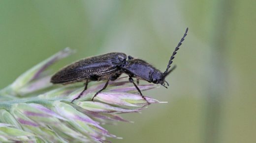 Щелкун волосатый (лат. Hemicrepidius hirtus)