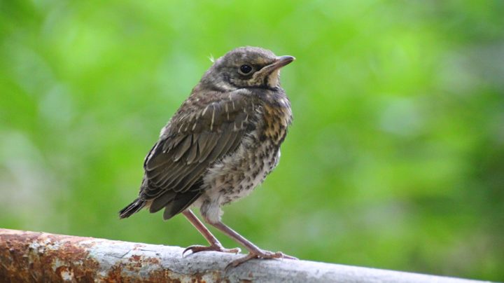 Птенец-слёток дрозда-рябинника (Turdus pilaris)