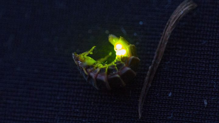 Обыкновенный светляк (лат. Lampyris noctiluca)